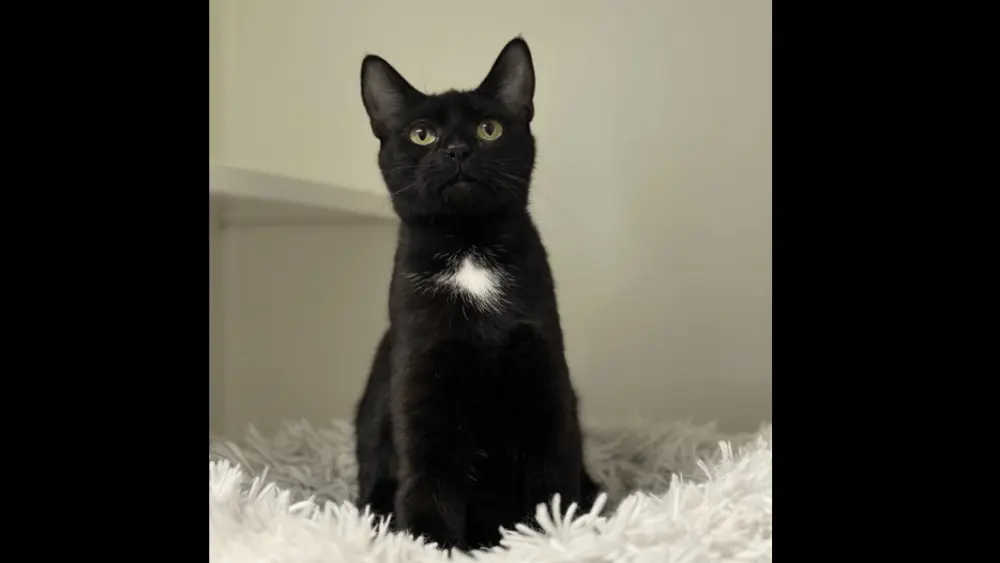 sundew-the-cat-rohnert-park-animal-shelter