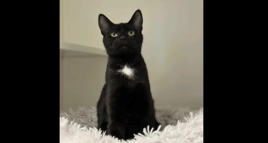 sundew-the-cat-rohnert-park-animal-shelter
