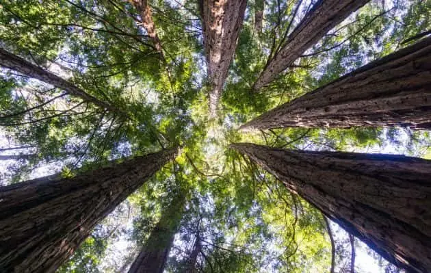 redwood-forest-e1548874982209