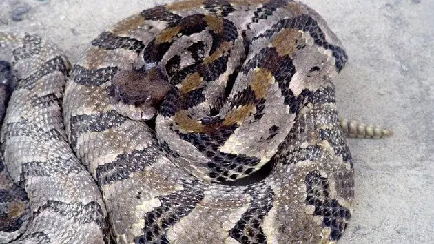 news_tennwildlifesnake_081525632213