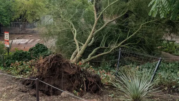 zoo_storm_1014713489