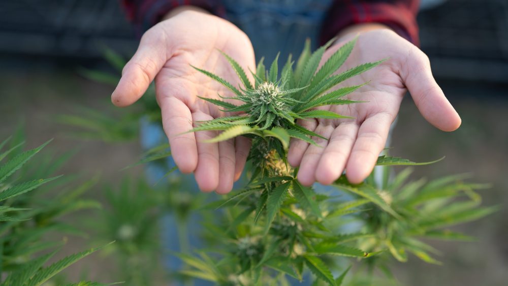 Sonoma County supervisors to update Cannabis Program