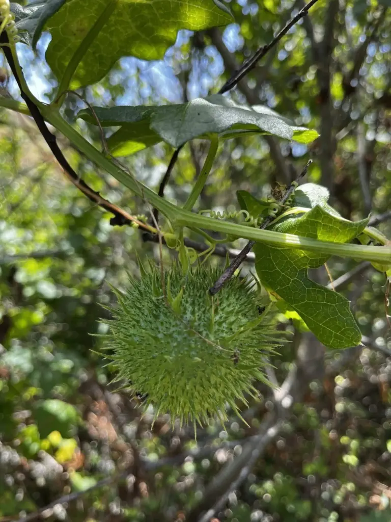 plant-defenses-by-erik-hanson-jpg