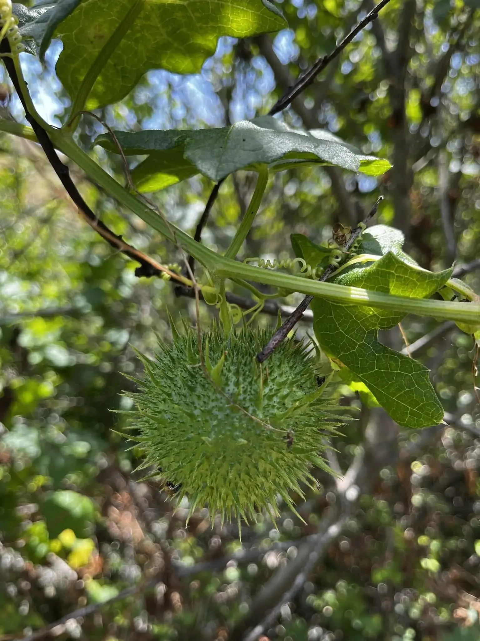 plant-defenses-by-erik-hanson-jpg