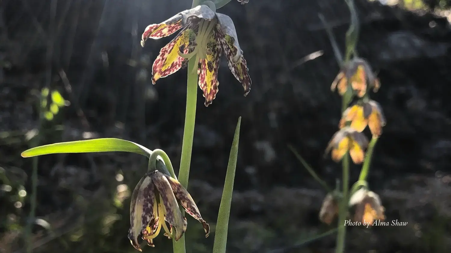 2019-03-30-fritillaria-affinis-by-alma-shaw-1-png