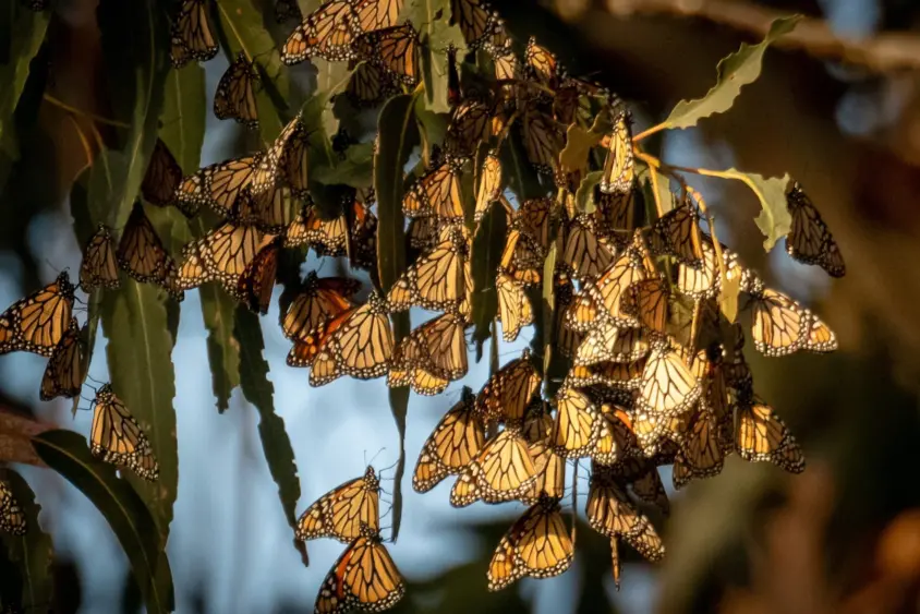 bcn-20250907-monarchsnb-02-scaled657745
