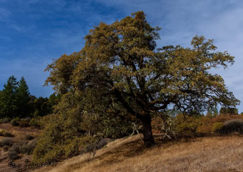 bcn-20201114-valleyoakmendo-01-scaled88110