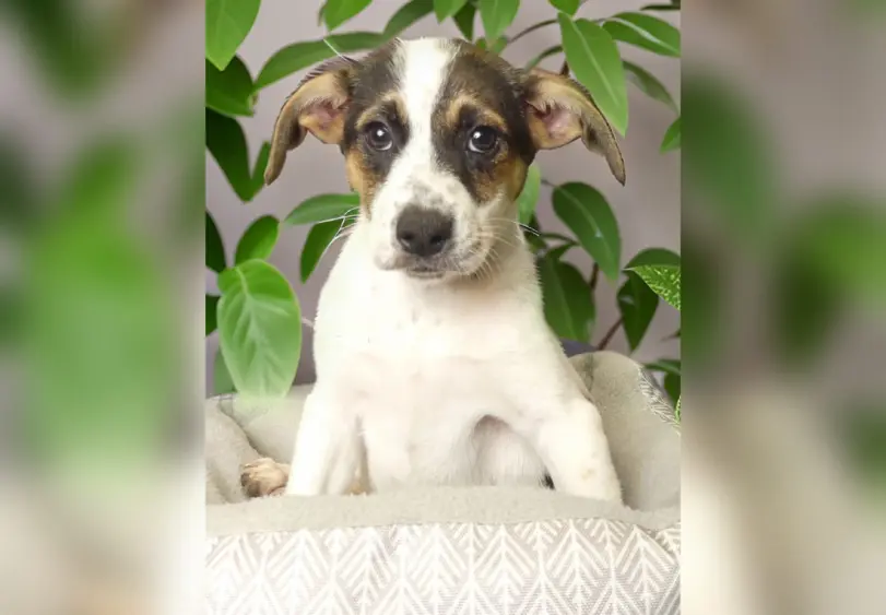 tmv-20250916-ruby-1440p678953