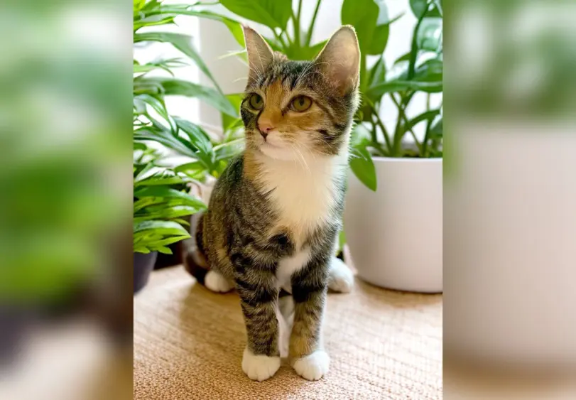 tmv-20250923-charlie485276