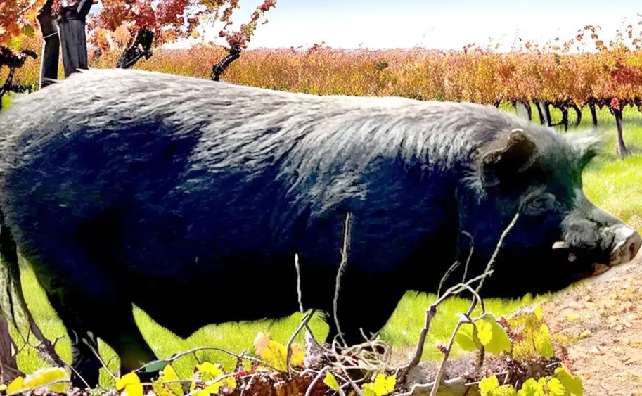 tmv-20250930-wilbur-0187754