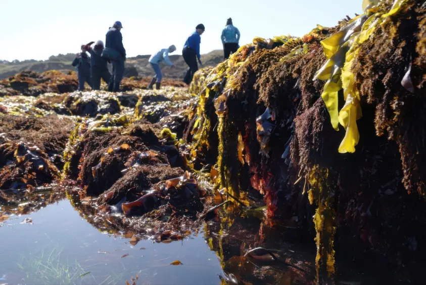 bcn-20251001-kelp-02242699