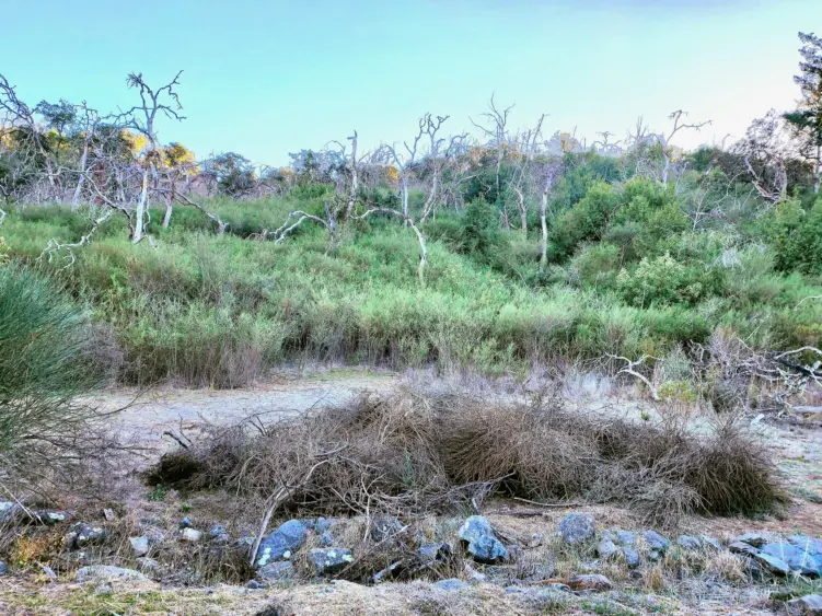 bcn-20251007-scotchbroom-01-scaled531594