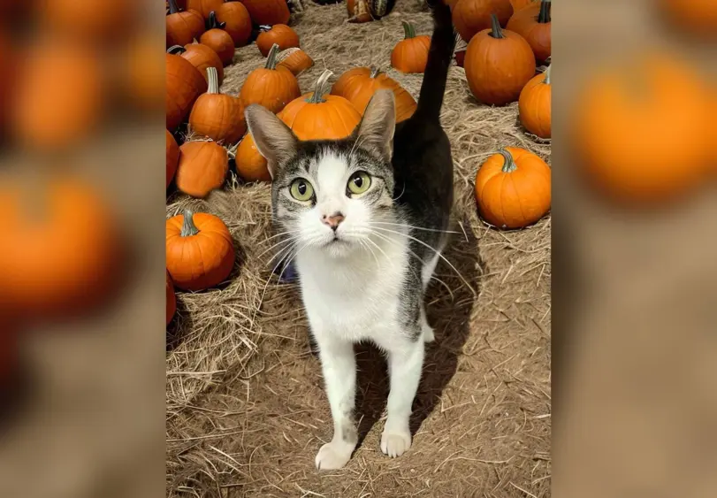 tmv-20251021-merlynn719651