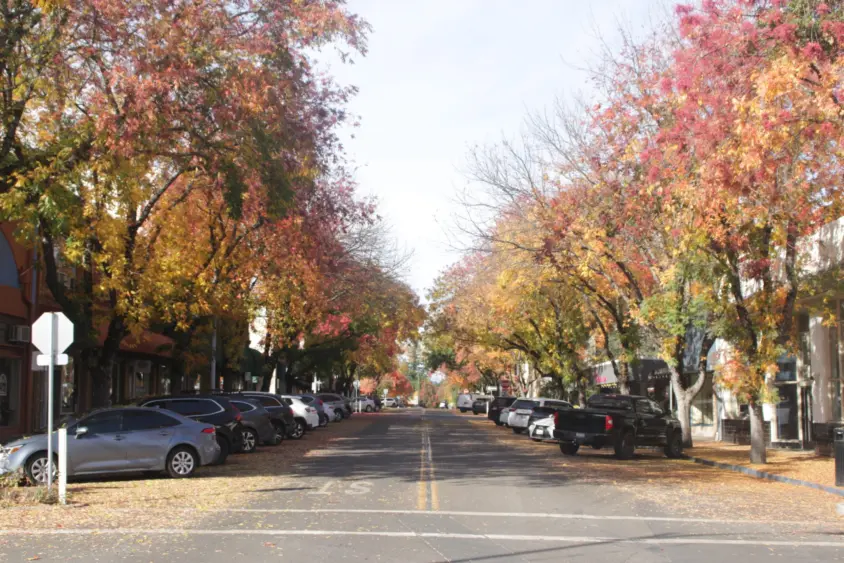 bcn-20251030-ukiahtrees-01-scaled27867