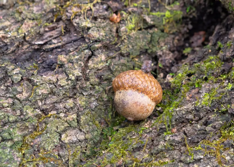 bcn-20220321-acorn-01-scaled156951