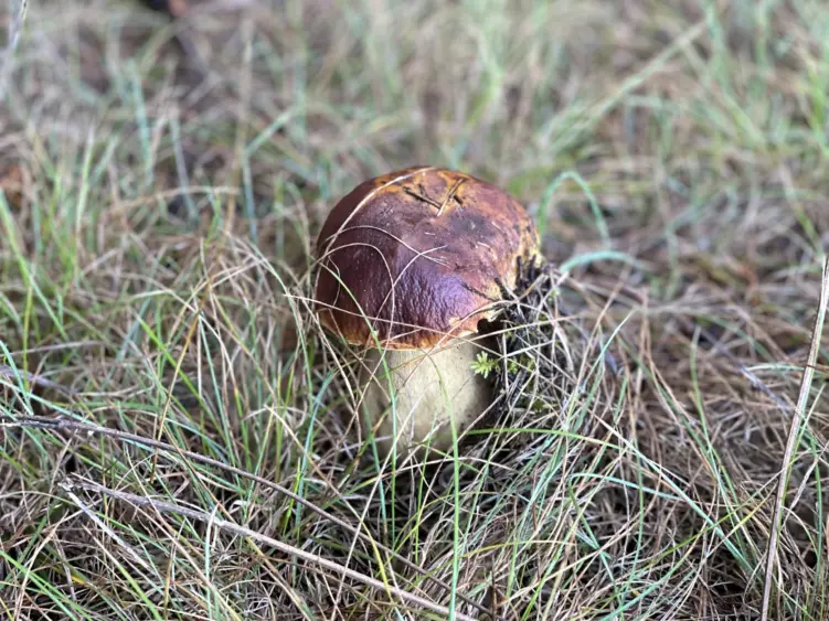 bcn-20221102-kingbolete-01-scaled968770