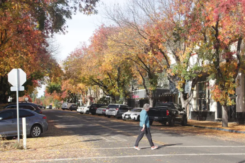 bcn-20251030-ukiahtrees-02-scaled125722