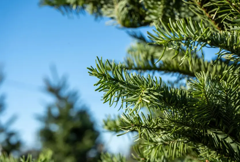 bcn-20221213-stocktonchristmastrees-02-scaled663630