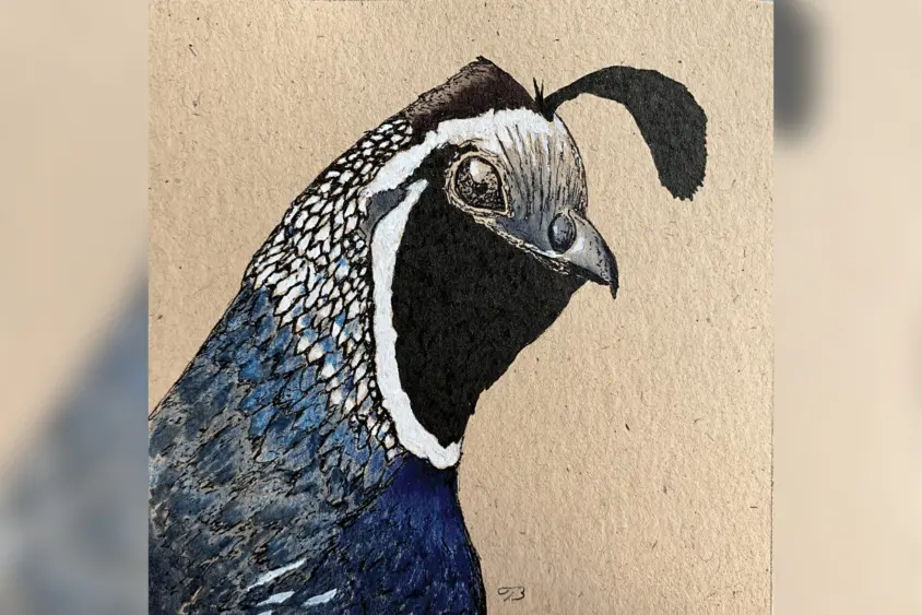 bcn-20251123-quailtempraboard-1-scaled882057