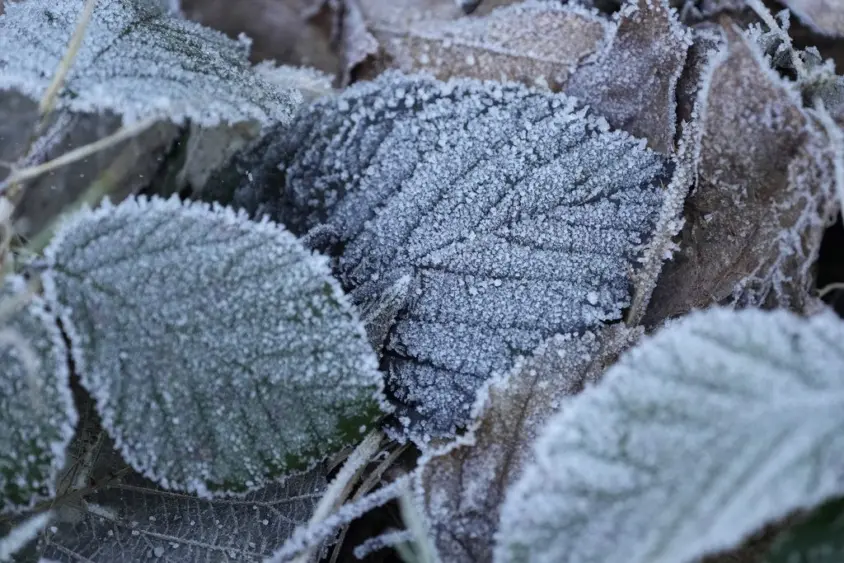 ap24019458771176447972