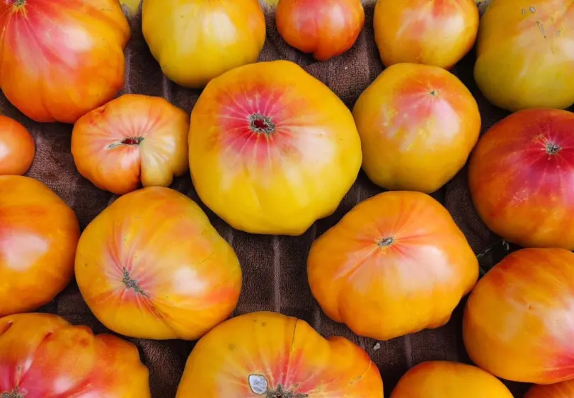 tmv-20251208-tomato336025