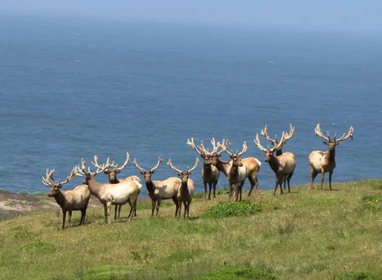 bcn-20210622-tuleelk-02-scaled707168