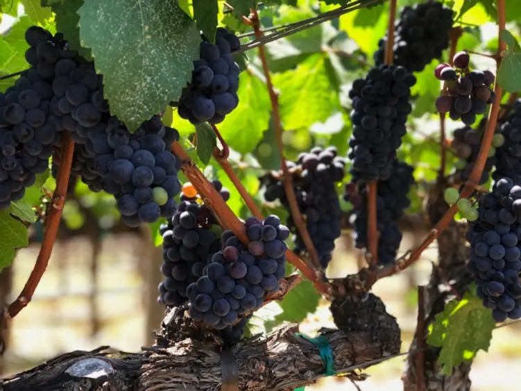 bcn-20180823-pinotnoirgrapes-01-scaled745249