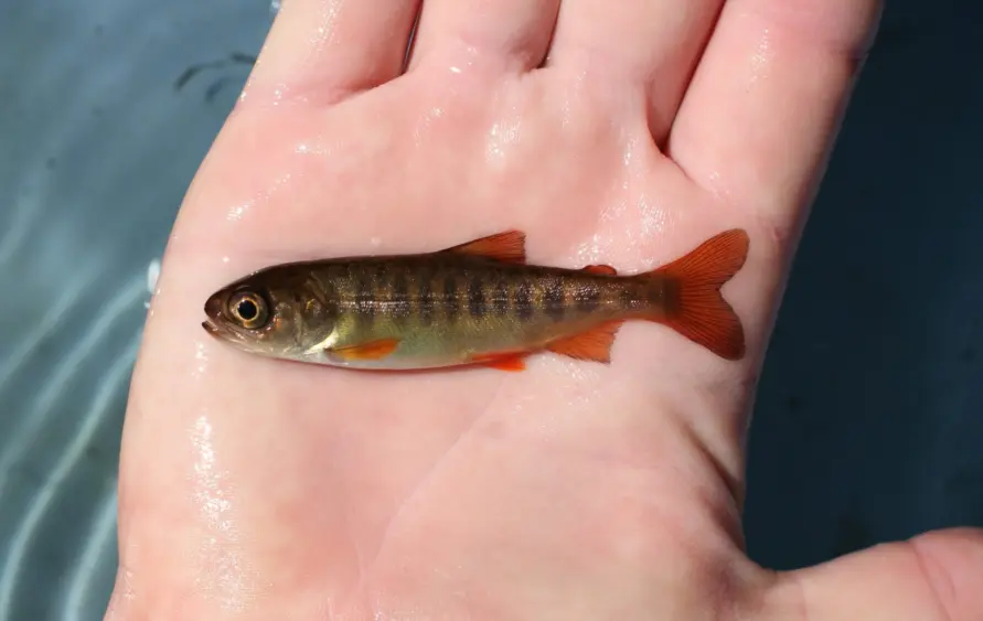 bcn-20251211-juvicohosalmon-01-scaled596049