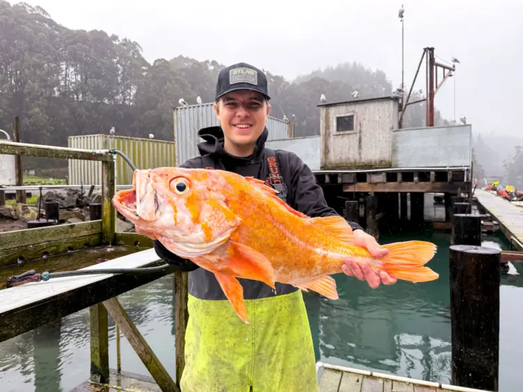 bcn-20251216-canaryrockfish-01-scaled479223