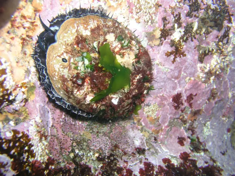 tmv-20240829-redabalone-01-scaled789612