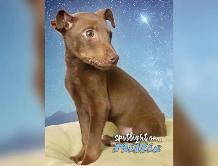 tmv-20251030-millie59549