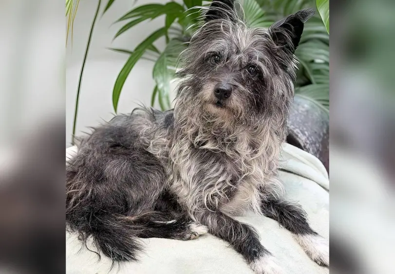 tmv-20260106-pet369920