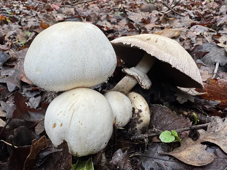 bcn-20241224-horsemushroom-01-scaled220992