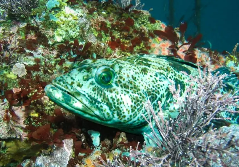 bcn-20250812-lingcod-01-scaled723853
