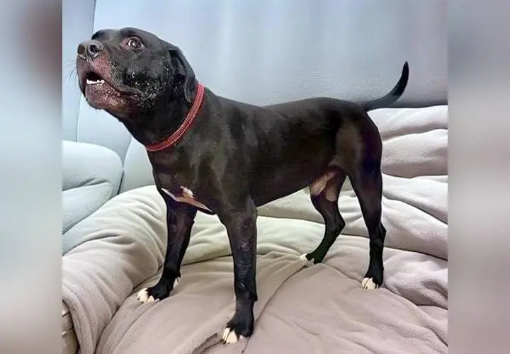 tmv-20260217-gunny98725