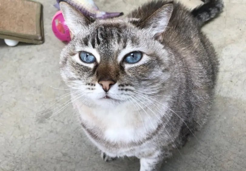 tmv-20250328-featuredpet-02469939