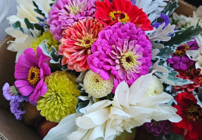 tmv-20260302-fowers945485