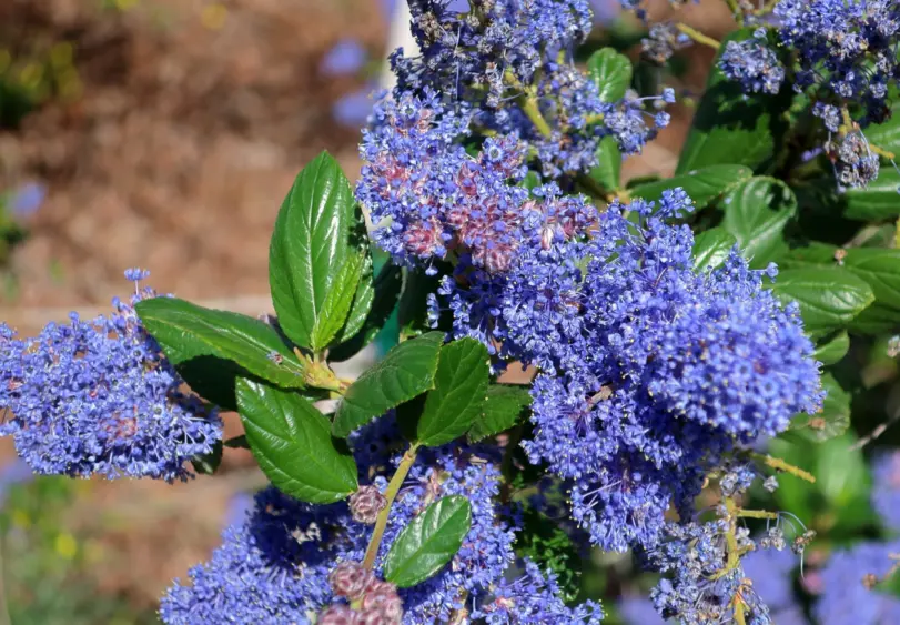 tmv-20260329-ceanothus-scaled393170