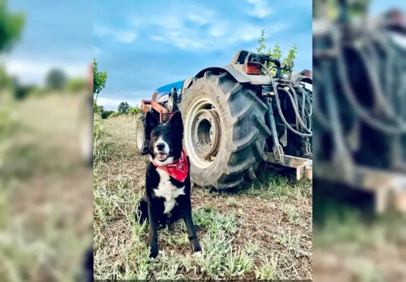 bcn-20260417-mcnab-01-1440-scaled237649