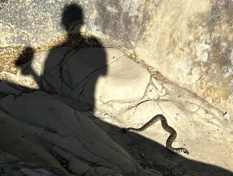 bcn-20250501-rattlesnake-01274301