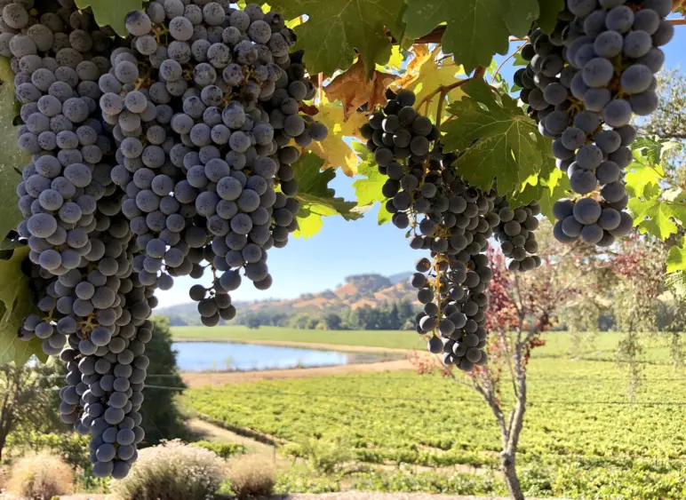 bcn-20260421-grapes-01-scaled243729