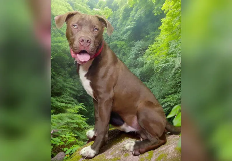 tmv-20260429-ollie345858