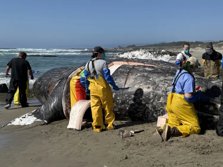 bcn-20260320-graywhale-05-scaled799206