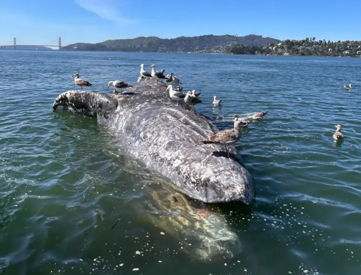 bcn-20260502-graywhale-03-scaled211384