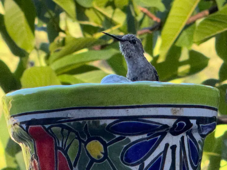 bcn-20260512-birdbath-01-scaled332596