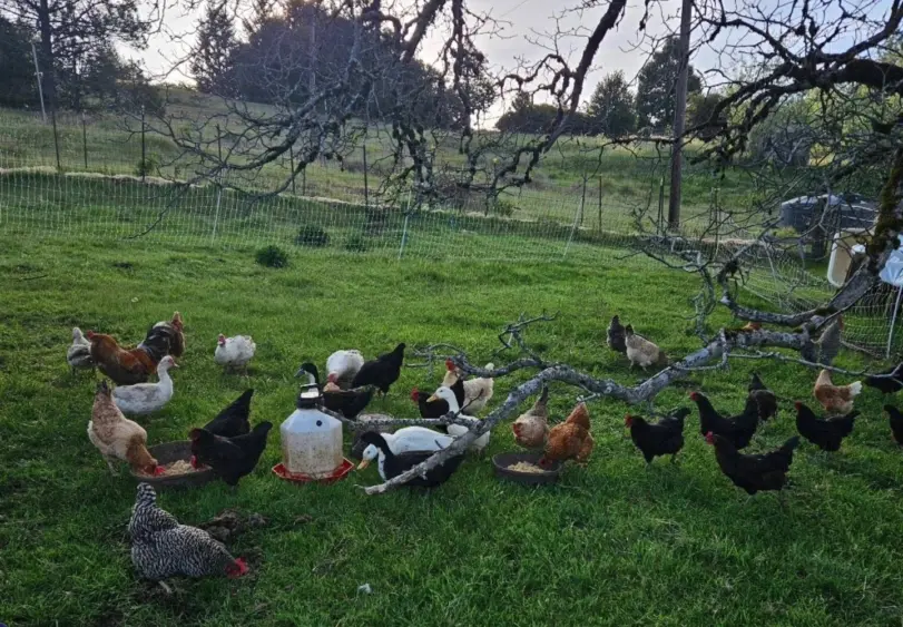 tmv-20260517-chickens142093