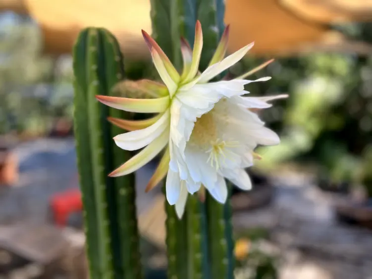 bcnp20260625-sanpedrobloom-01-scaled72629
