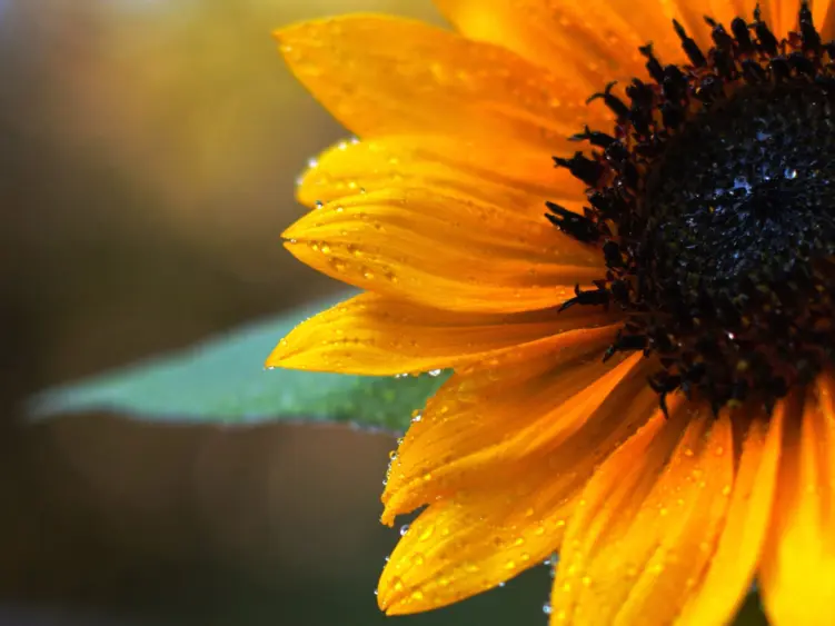 bcn-20260629-sunflower-01-edited-scaled652634