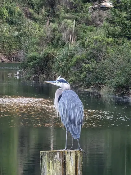 bcn-20260707-heron-01-scaled989819