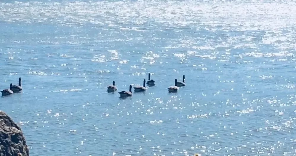 rock-river-geese-jpg